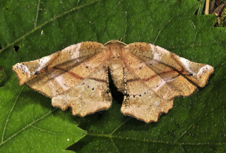 Geometridae particolare - Apeira syringaria